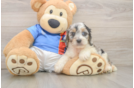 Best Cockapoo Baby