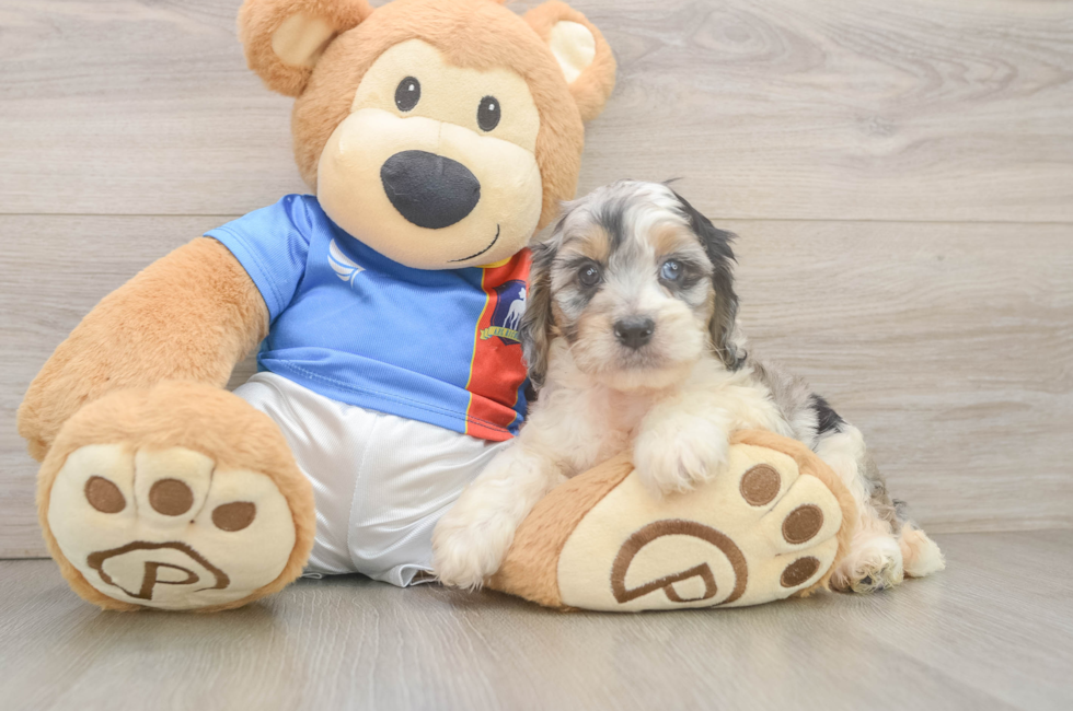 5 week old Cockapoo Puppy For Sale - Lone Star Pups