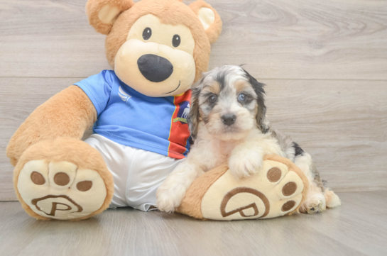 Best Cockapoo Baby