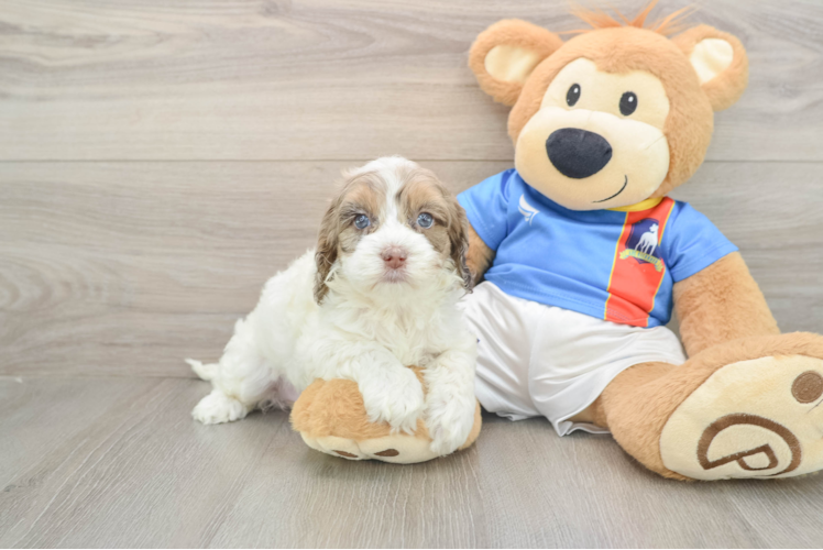 Playful Cocker Doodle Poodle Mix Puppy