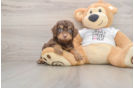 Best Cockapoo Baby