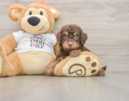 8 week old Cockapoo Puppy For Sale - Lone Star Pups