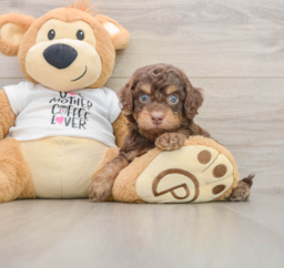 8 week old Cockapoo Puppy For Sale - Lone Star Pups