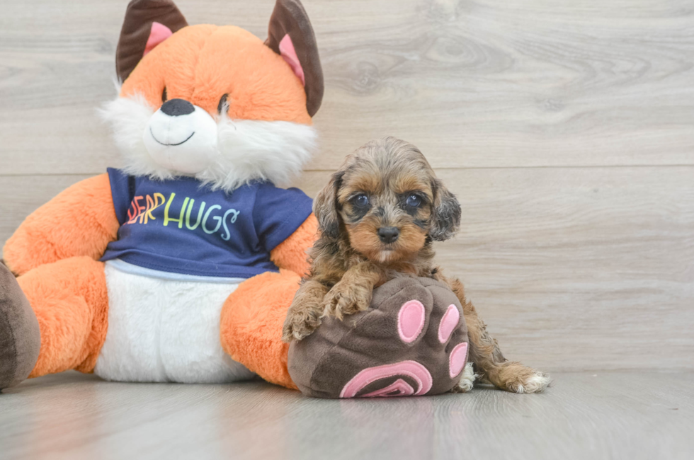 5 week old Cockapoo Puppy For Sale - Lone Star Pups