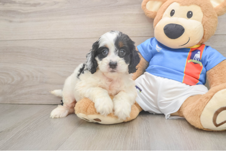 Cockapoo Puppy for Adoption