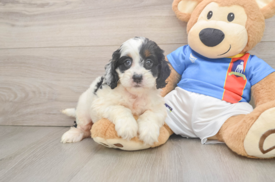 Cockapoo Puppy for Adoption