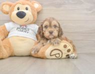 5 week old Cockapoo Puppy For Sale - Lone Star Pups