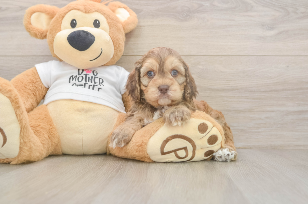 5 week old Cockapoo Puppy For Sale - Lone Star Pups