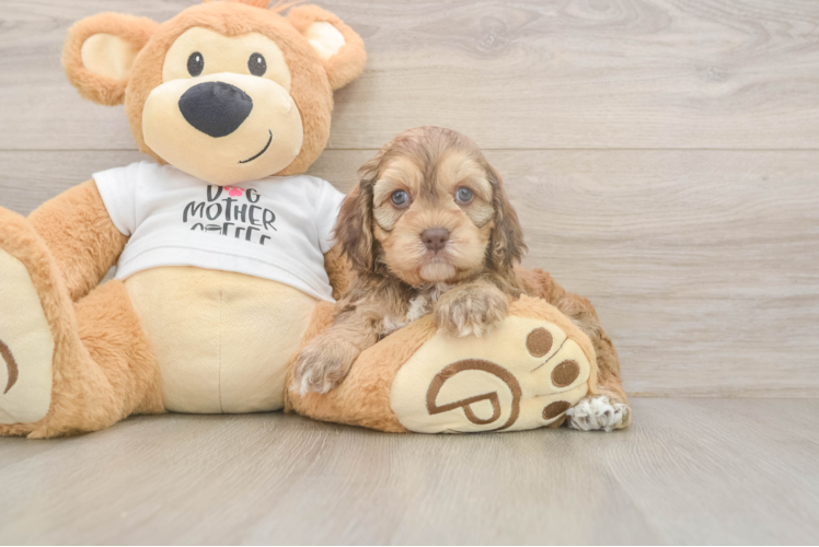 Meet Remedy - our Cockapoo Puppy Photo  1/3 - Lone Star Pups Fluffy Cockapoo Poodle Mix Pup