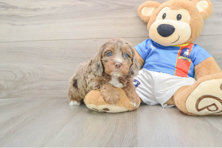 Little Cocker Doodle Poodle Mix Puppy
