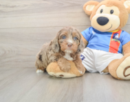 7 week old Cockapoo Puppy For Sale - Lone Star Pups
