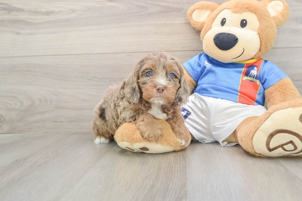 Little Cocker Doodle Poodle Mix Puppy