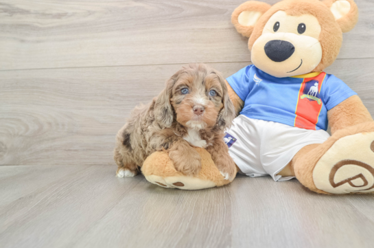 Little Cocker Doodle Poodle Mix Puppy