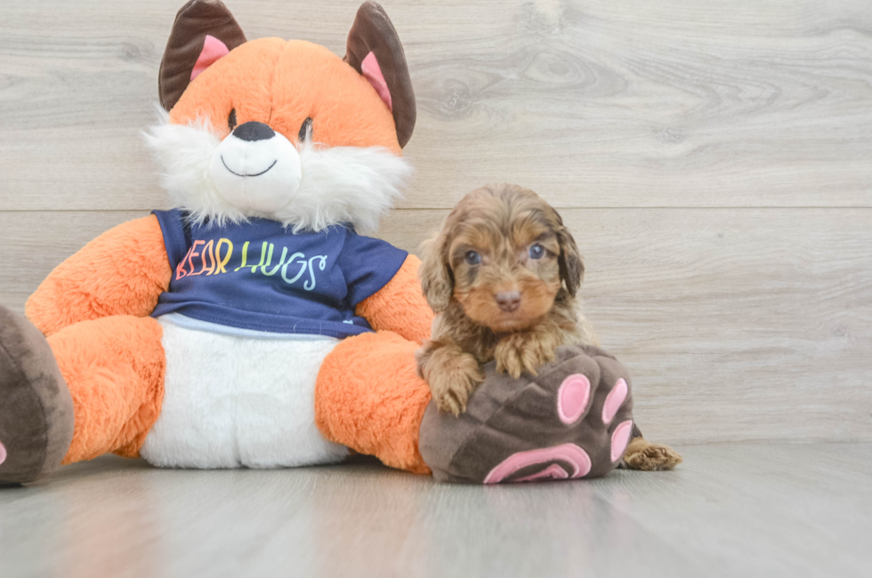 5 week old Cockapoo Puppy For Sale - Lone Star Pups