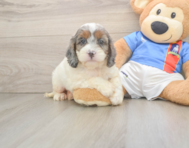 8 week old Cockapoo Puppy For Sale - Lone Star Pups