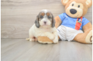 Adorable Cocker Doodle Poodle Mix Puppy