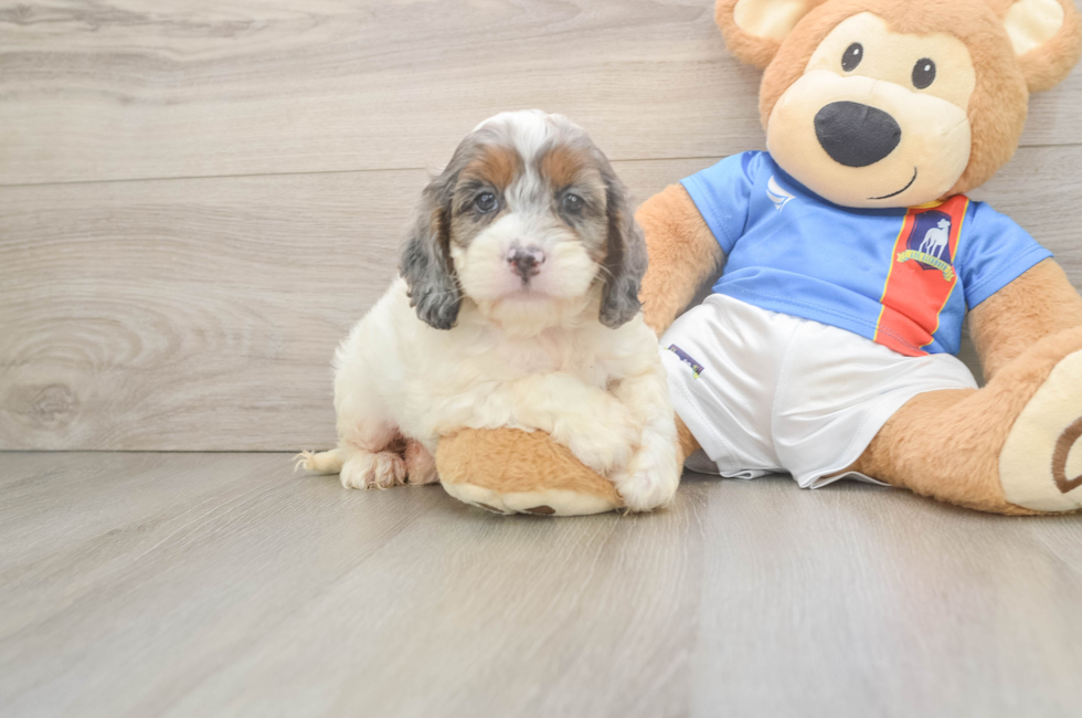 5 week old Cockapoo Puppy For Sale - Lone Star Pups