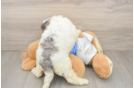 Best Cockapoo Baby