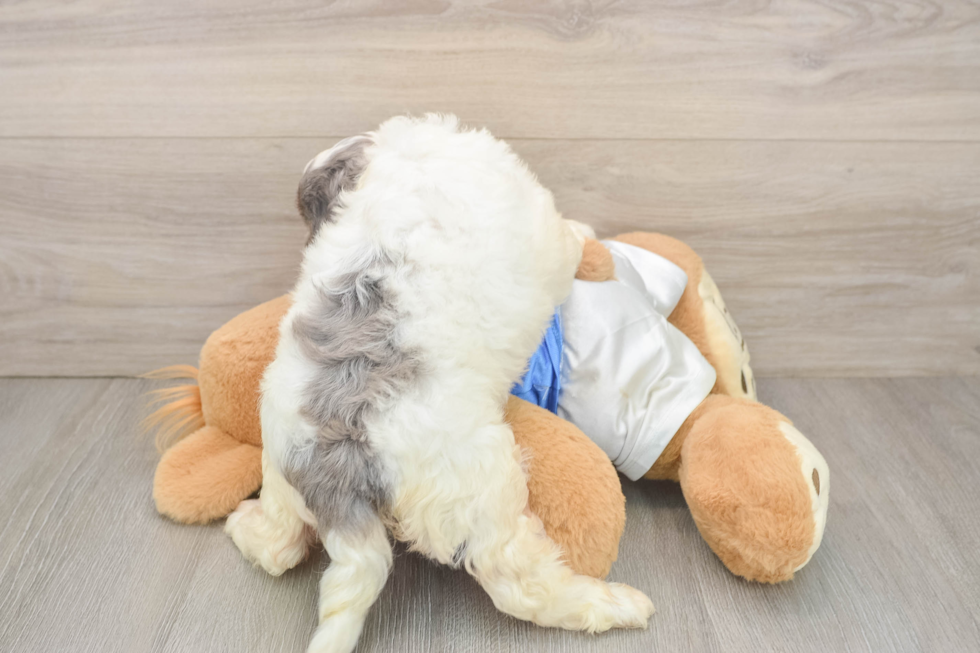 Best Cockapoo Baby