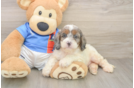 Best Cockapoo Baby