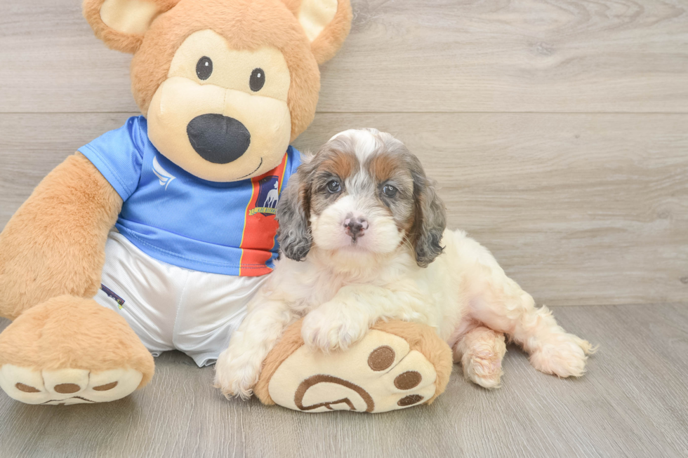 Best Cockapoo Baby