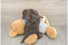 Little Cocker Doodle Poodle Mix Puppy