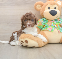 5 week old Cockapoo Puppy For Sale - Lone Star Pups