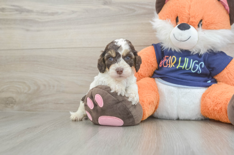 5 week old Cockapoo Puppy For Sale - Lone Star Pups