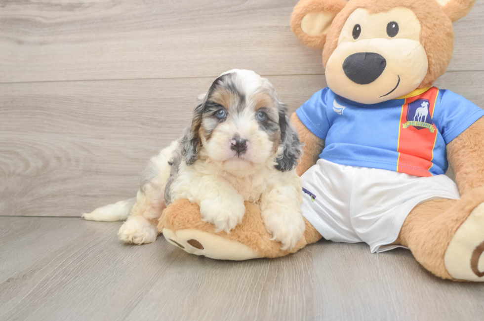 5 week old Cockapoo Puppy For Sale - Lone Star Pups
