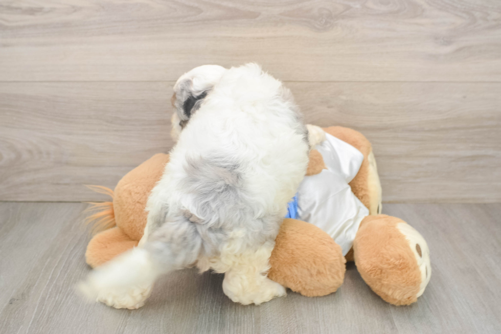 Sweet Cockapoo Baby