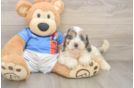 Funny Cockapoo Poodle Mix Pup
