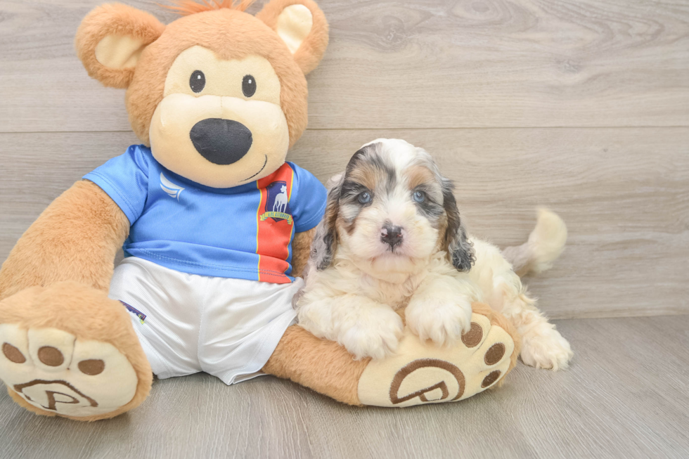 Funny Cockapoo Poodle Mix Pup