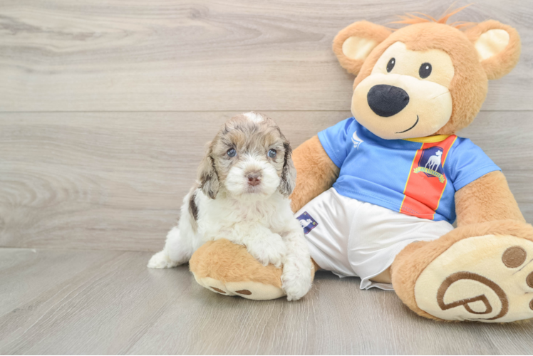 Adorable Cocker Doodle Poodle Mix Puppy