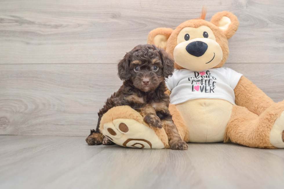 Funny Cockapoo Poodle Mix Pup