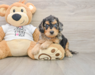 7 week old Cockapoo Puppy For Sale - Lone Star Pups