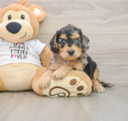 8 week old Cockapoo Puppy For Sale - Lone Star Pups