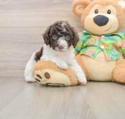 5 week old Cockapoo Puppy For Sale - Lone Star Pups