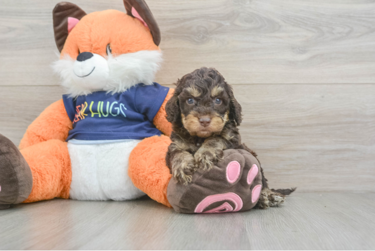 Friendly Cockapoo Baby