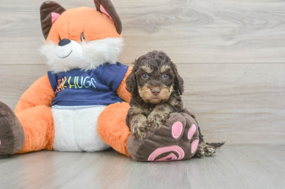5 week old Cockapoo Puppy For Sale - Lone Star Pups