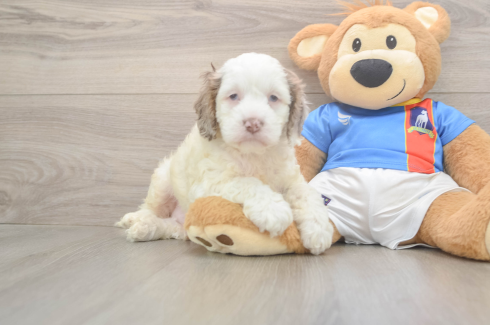 6 week old Cockapoo Puppy For Sale - Lone Star Pups