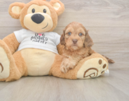 5 week old Cockapoo Puppy For Sale - Lone Star Pups