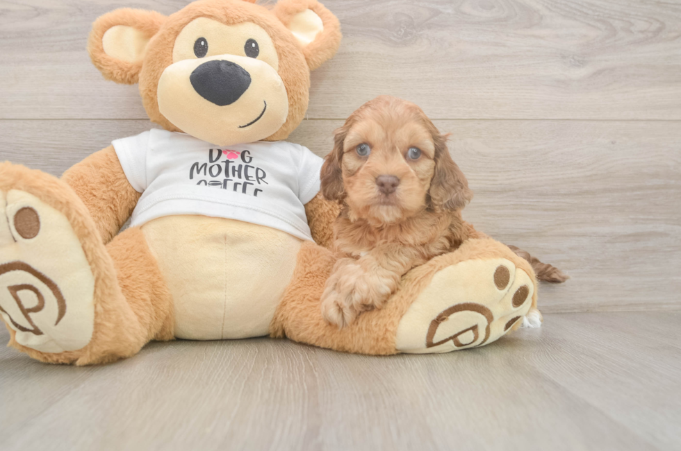 5 week old Cockapoo Puppy For Sale - Lone Star Pups