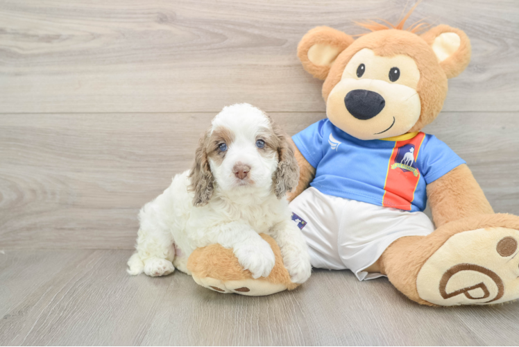 Energetic Cocker Doodle Poodle Mix Puppy
