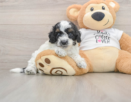 7 week old Cockapoo Puppy For Sale - Lone Star Pups