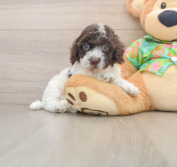 5 week old Cockapoo Puppy For Sale - Lone Star Pups