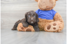 Small Cockapoo Baby