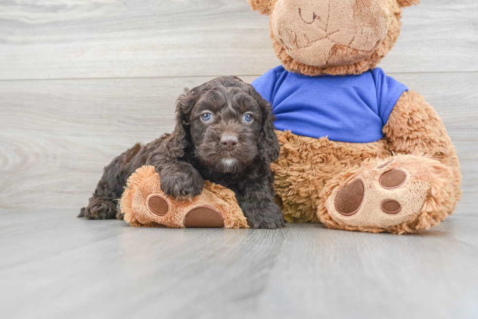 Small Cockapoo Baby
