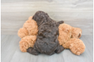 Little Cockerpoo Poodle Mix Puppy