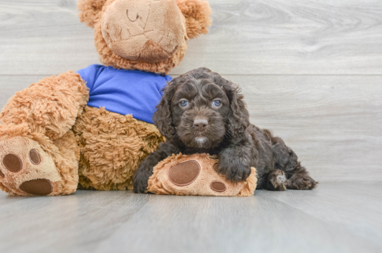 Sweet Cockapoo Baby