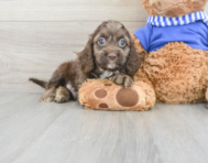9 week old Cockapoo Puppy For Sale - Lone Star Pups